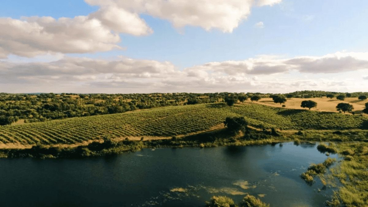 ESG no mundo do vinho: dos vinhedos à garrafa