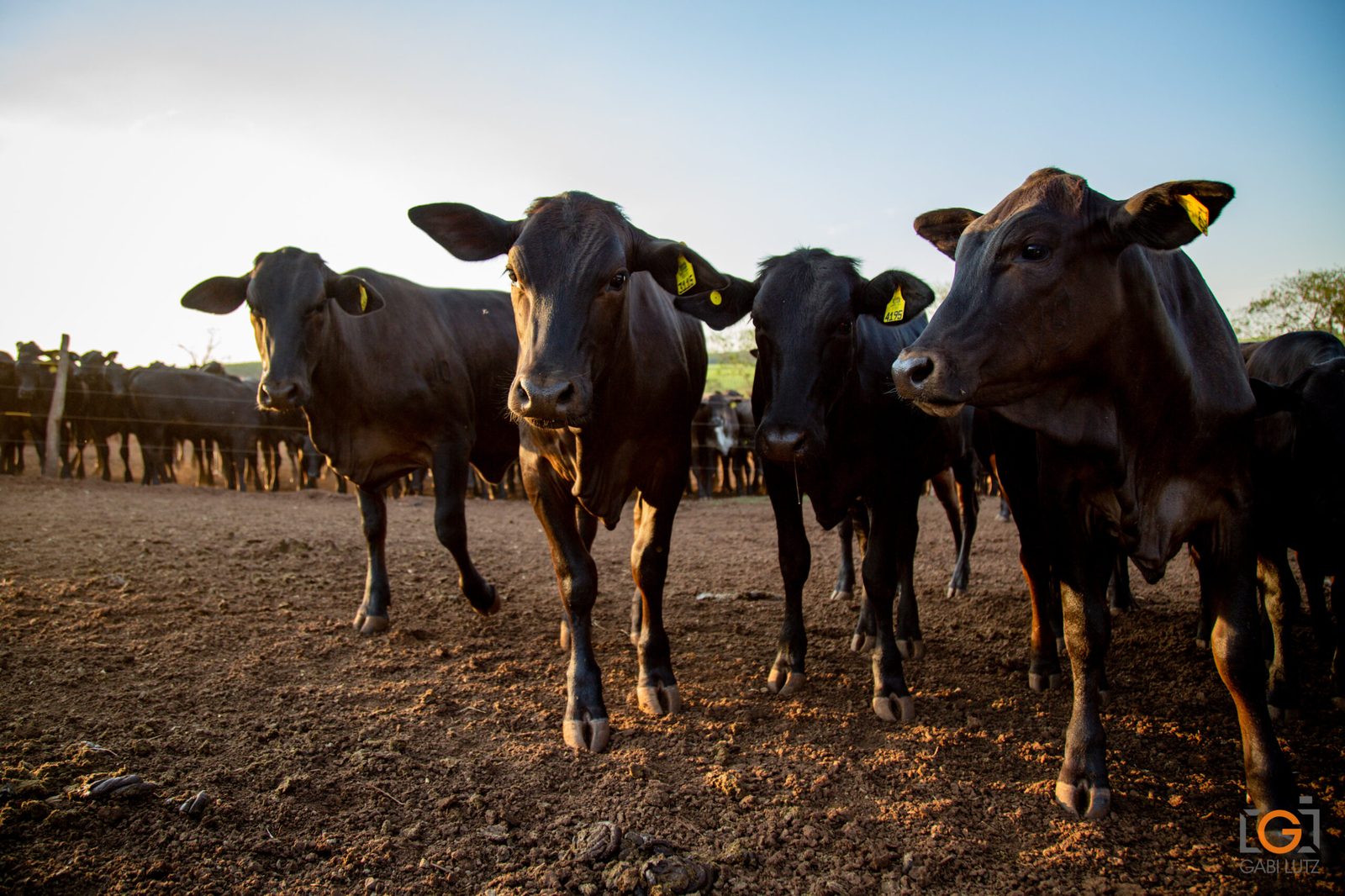 Carne, Sustentabilidade e Comunicação: O Futuro da Gastronomia no Prato e na Narrativa